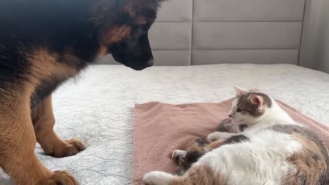 The daily life of a cat and a dog -2