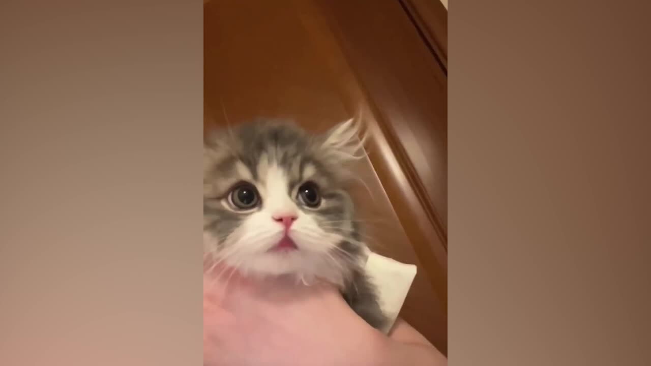 Baby Cat are curious about the camera