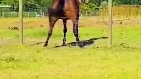 have fun with cute pets , funny animals #Shorts