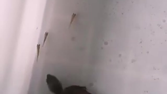 This turtle swims very fast