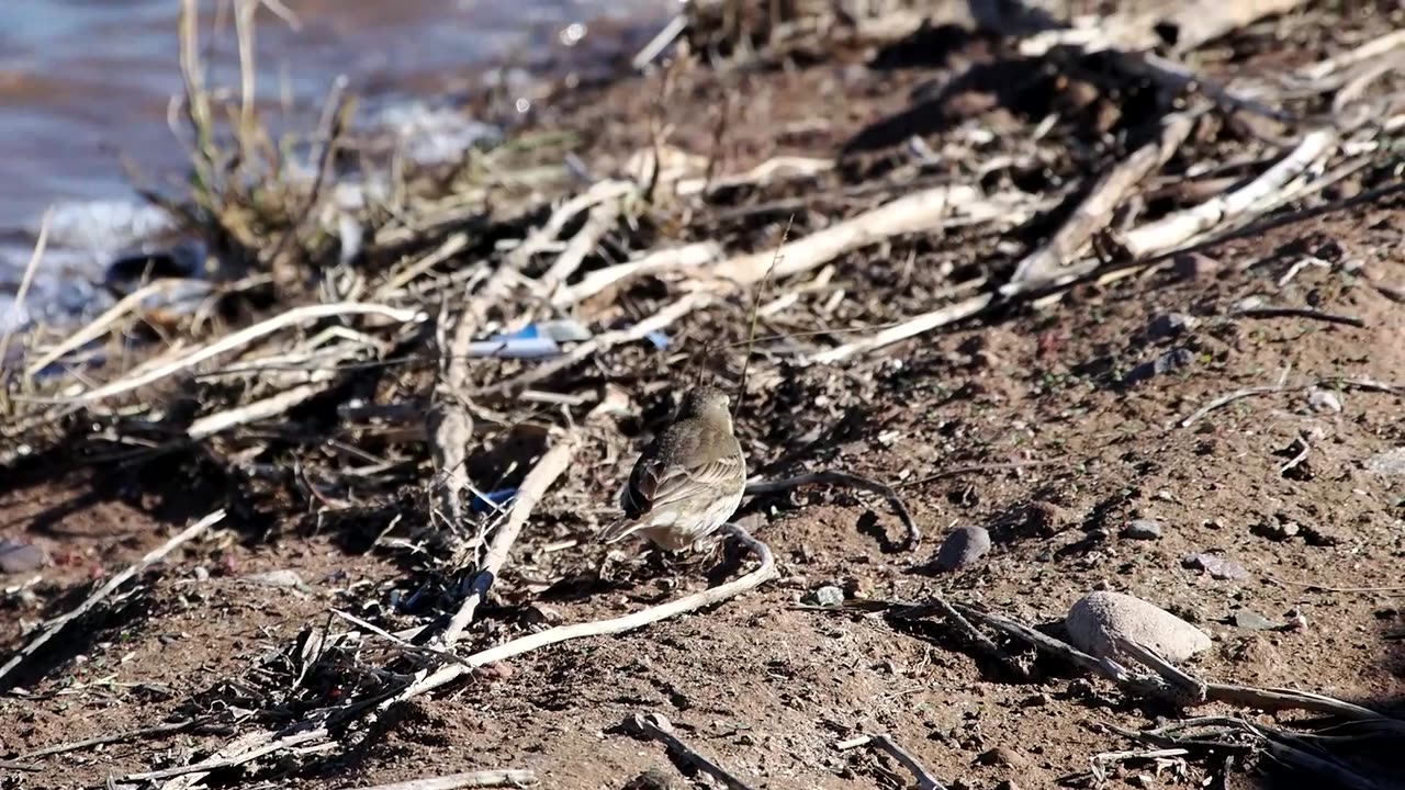 American Pipit