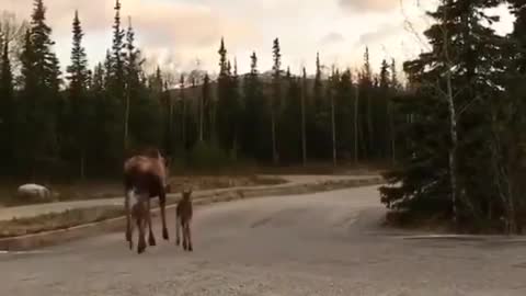 Moose Family 🦌
