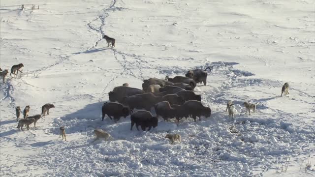 Pack Of Wolves Hunt a Bison