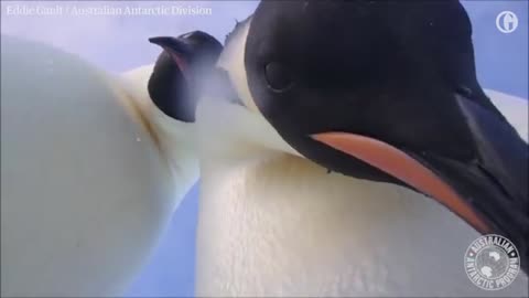 Bird's-eye view_ penguins take a selfie