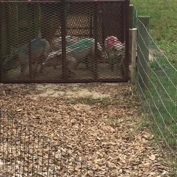 Rub n racing and squillin shires!!!