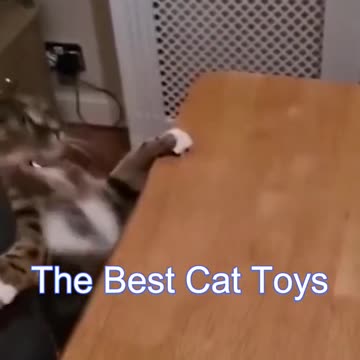 Best Funny Cat Videos - Funniest Cats - Funny Animal Videos - Best Services - #shorts #short