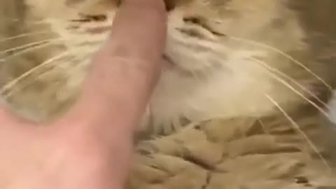 FUNNY CAT REACTION