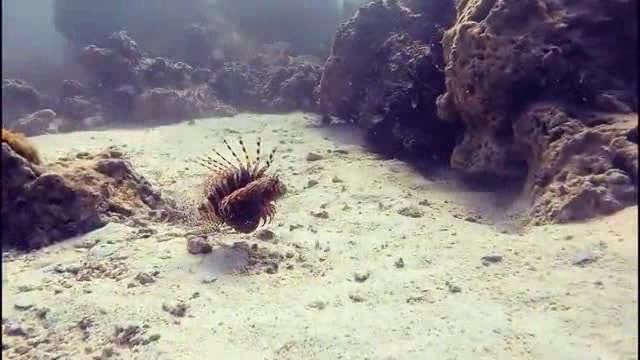 Queen Of Fishes Crawling Near Her Home " Quala Fish "