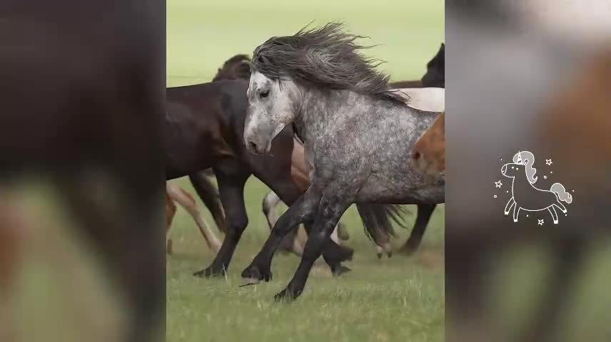 Running Mongolian horse