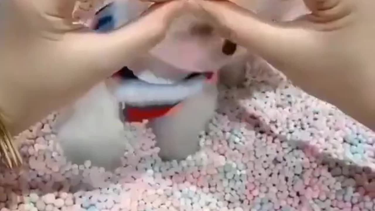 Cute dog chill time