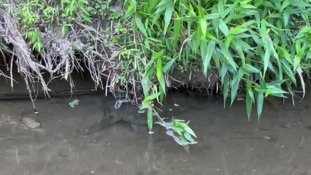 Snapping turtle goes into hiding