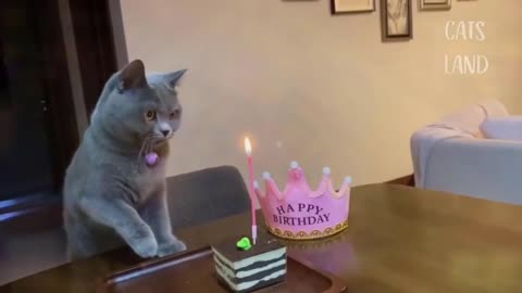 The most beautiful and most expensive cats celebrate his birthday