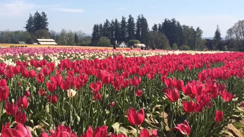 Tulip festival Oregon