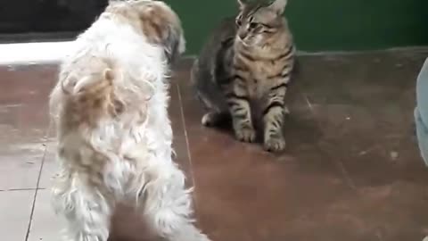 Cuando los animales se pelean por su dueño