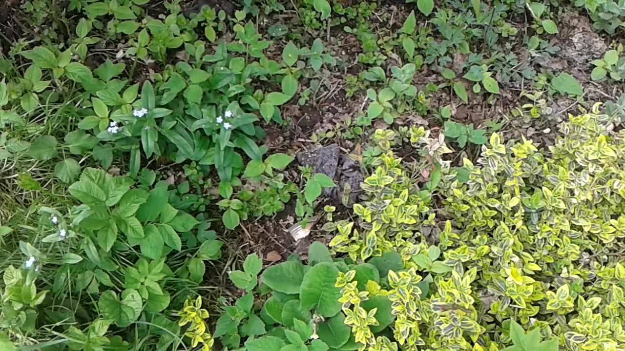 mikstury z pierwiosnka