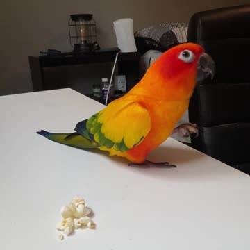 Food experiment with two parrots