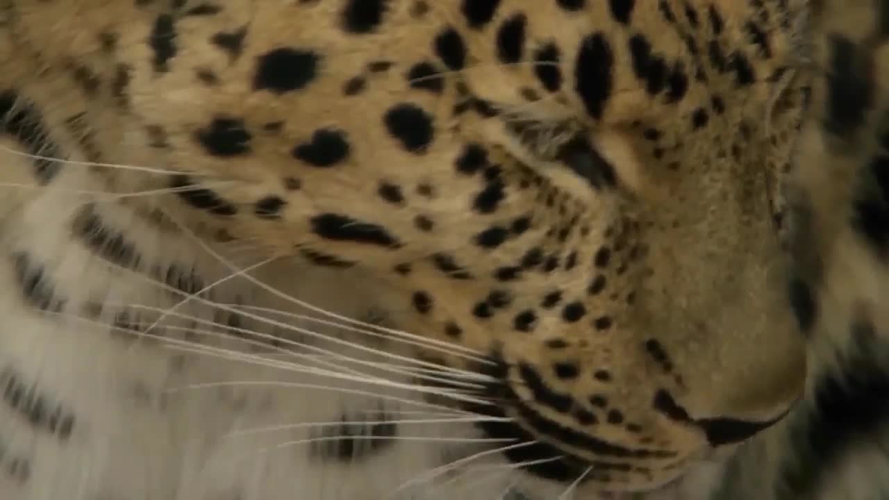 Amazing video shooting about the life of Leopards