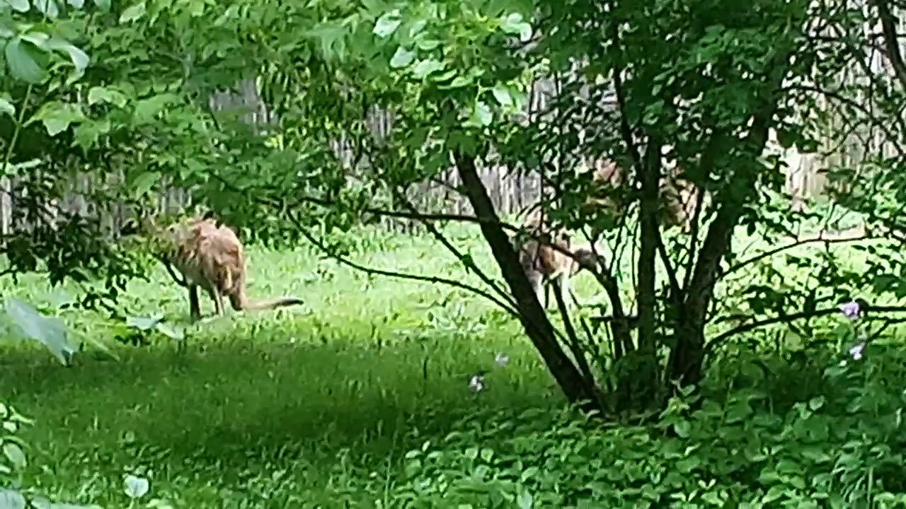 RACINE ZOO 6.8.24 VIDEO11