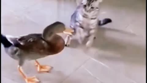 Funny cat,😂😂 funny video,😂😂 funny moment, animals funny video,