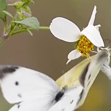 Flowers and butterflies