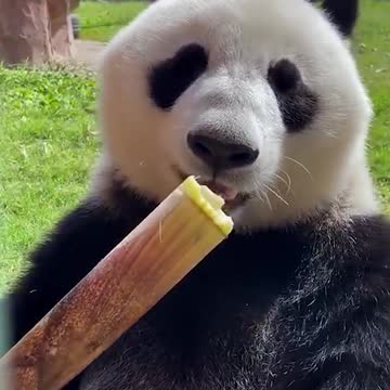 Giant panda eats bamboo shoots III