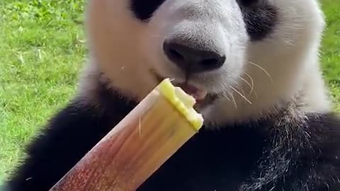 Giant panda eats bamboo shoots III