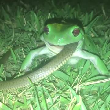 A green tree frog tries to eat the Australian keelback snake.