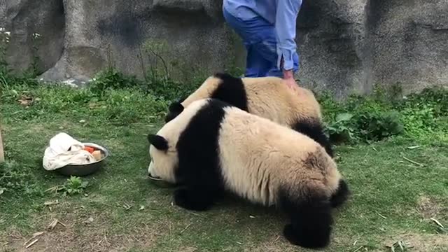 Baby pandas