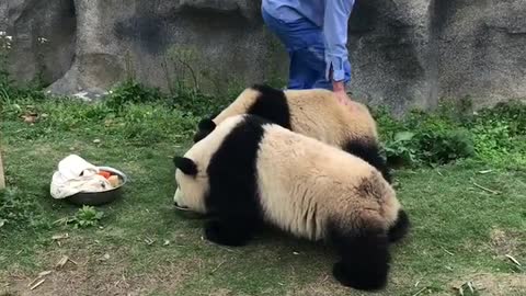 Baby pandas