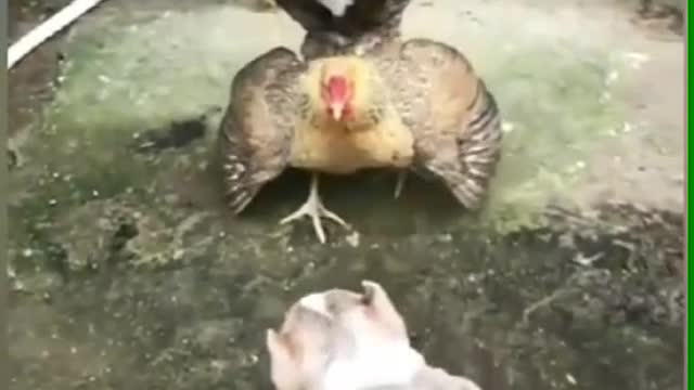 Chicken VS Dog Fight - Funny dog ​​fighting videos