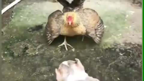 Chicken VS Dog Fight - Funny dog ​​fighting videos