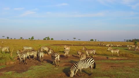 animal, nature and wildlife concept - herd of zebras and giraffe grazing