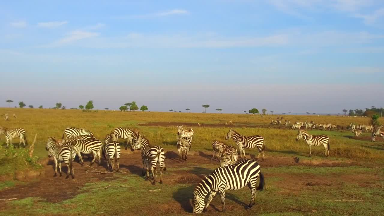 animal, nature and wildlife concept - herd of zebras and giraffe grazing