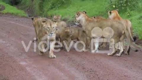 A brood of lions walks along a road in Africa