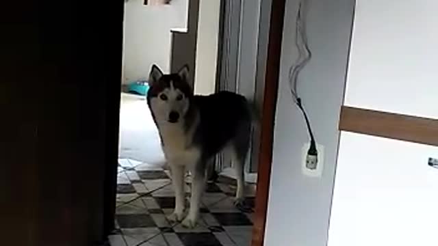 My dog looks like a pokemon #dogfunny