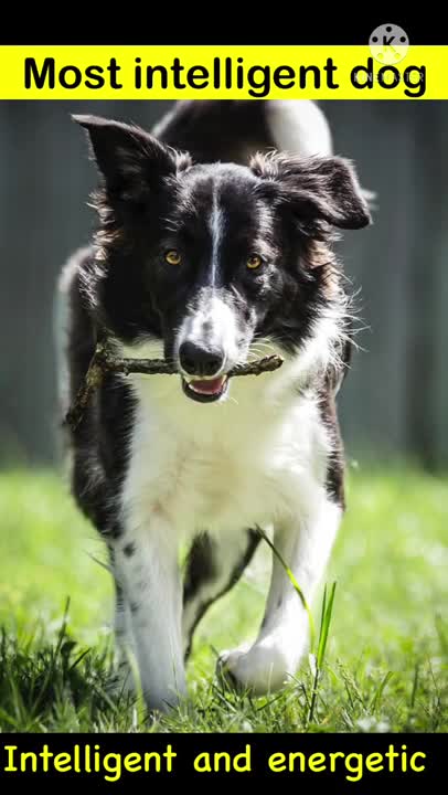 world's smartest dog