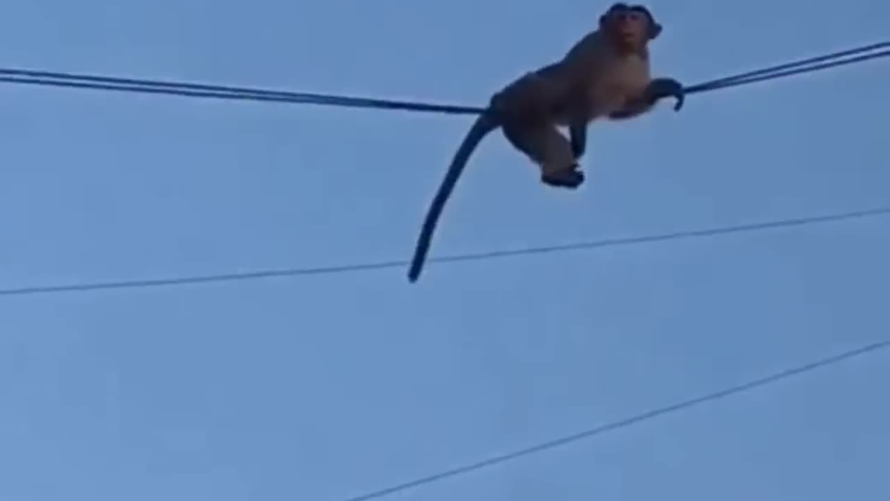 Funny monkey video 😆😆😆