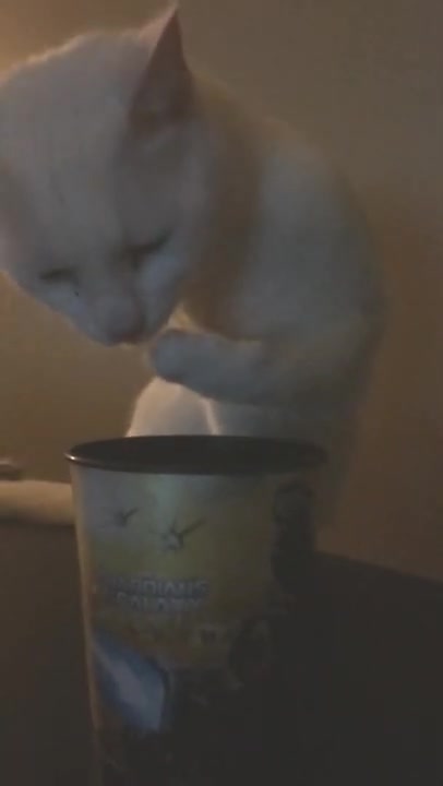 Cat Steals My Milk