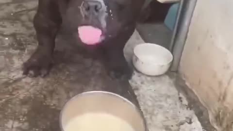 The dog drinks milk