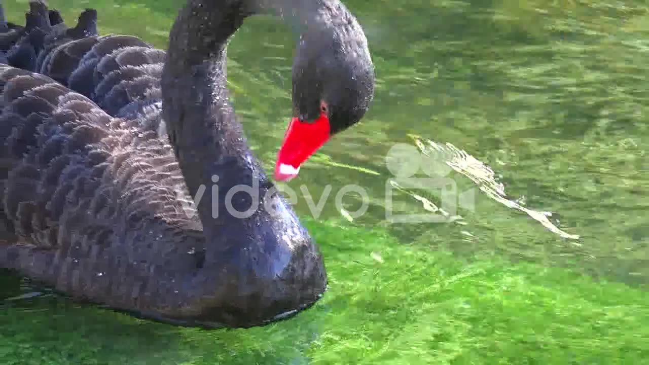 A beautiful black swan glides along a green stream 1