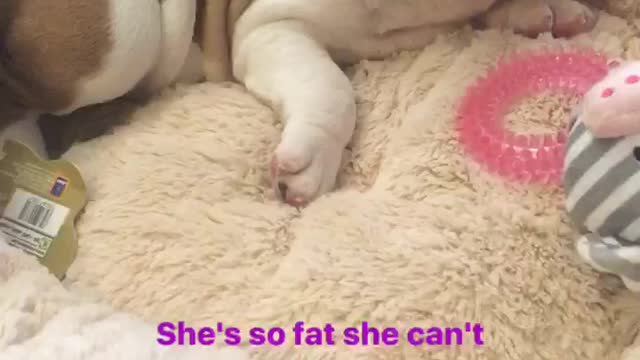 Bulldog puppy is so fat she can’t roll over