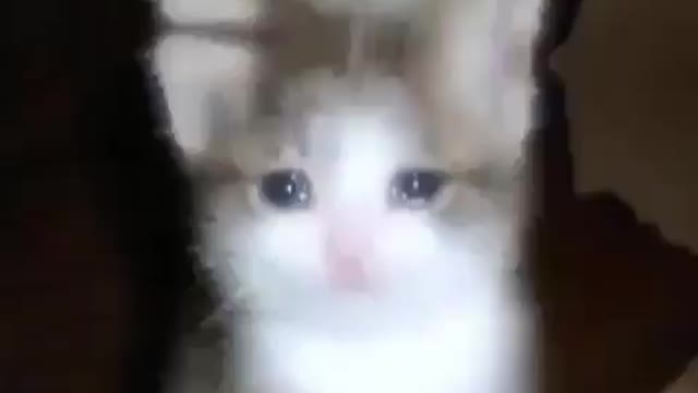 Sad cat