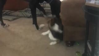 Great Dane Playtime w Corgis!!
