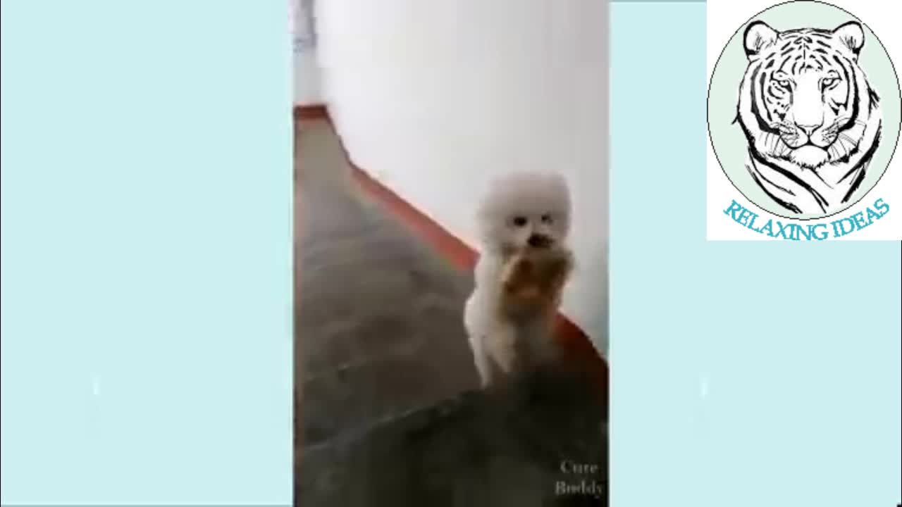 Watch this smart dog going upstairs