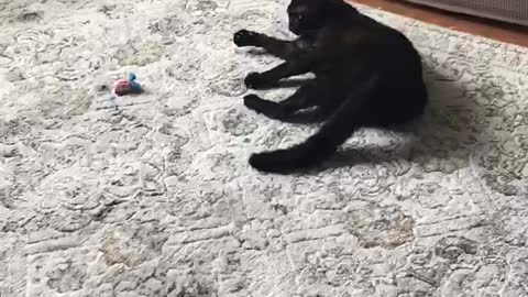 Kitty play time