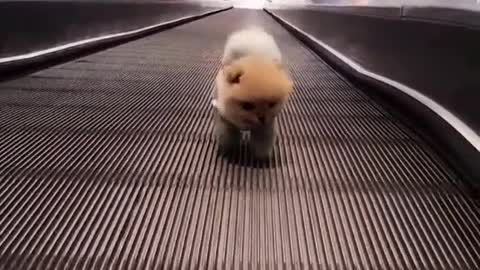 Cún con cute