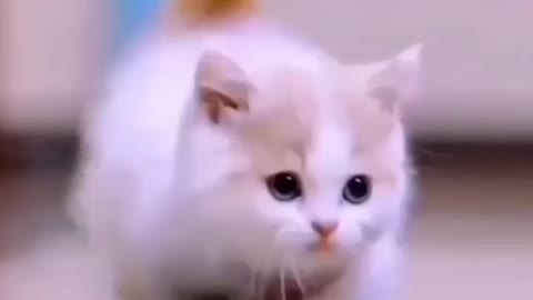 My Cute kitty walk❤