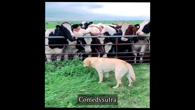 Dog Eating Grass In front of cows