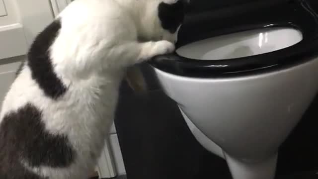 Black and white cat jumps up onto toilet