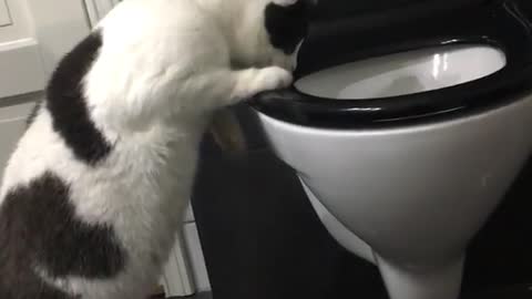 Black and white cat jumps up onto toilet